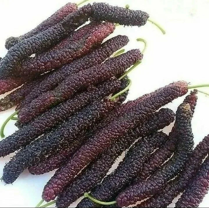 Four seasons long fruit mulberry seeds | 🔥Buy 1 Get 1 Free🔥