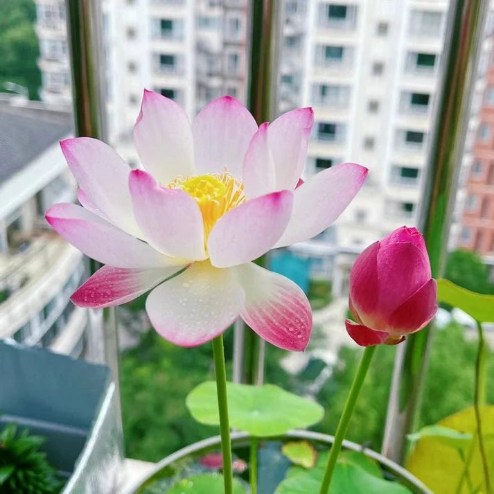 💐The Sacred Bonsai Bowl Lotus Flower | 🔥Buy 1 Get 1 Free🔥
