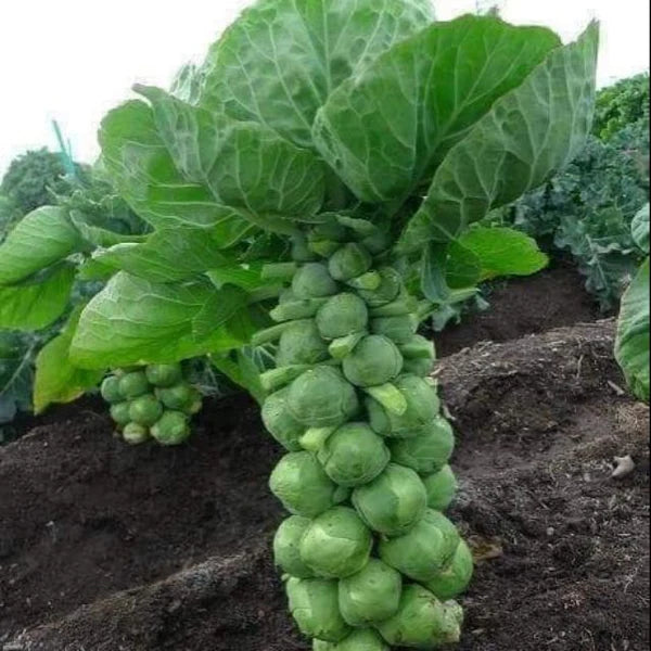 🔥MINI CABBAGE SEEDS🔥 + 100 grams Organic Pot mix Free
