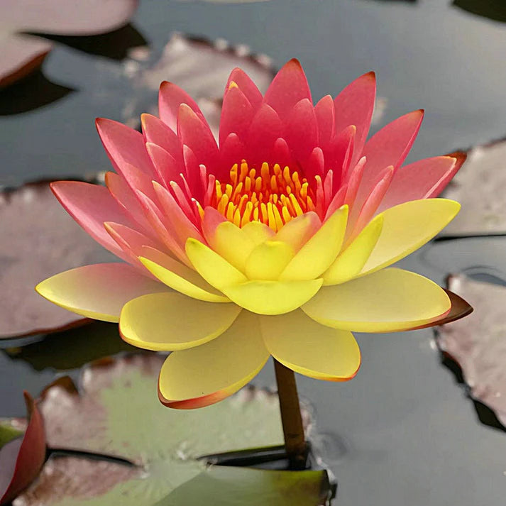 💐The Sacred Bonsai Bowl Lotus Flower | 🔥Buy 1 Get 1 Free🔥