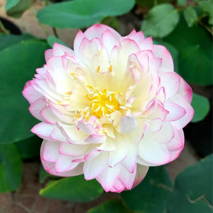 💐The Sacred Bonsai Bowl Lotus Flower | 🔥Buy 1 Get 1 Free🔥