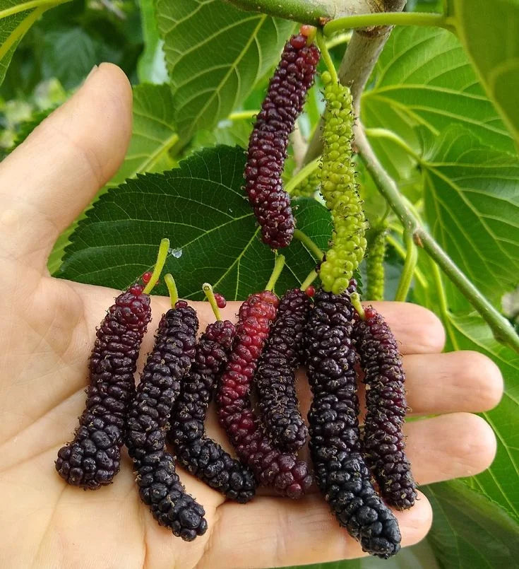 Four seasons long fruit mulberry seeds | 🔥Buy 1 Get 1 Free🔥