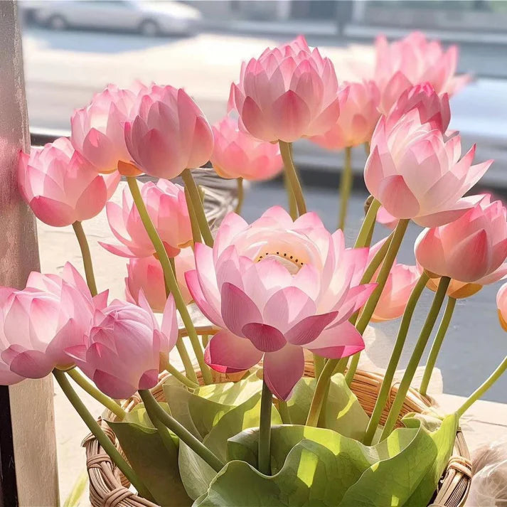 💐The Sacred Bonsai Bowl Lotus Flower | 🔥Buy 1 Get 1 Free🔥