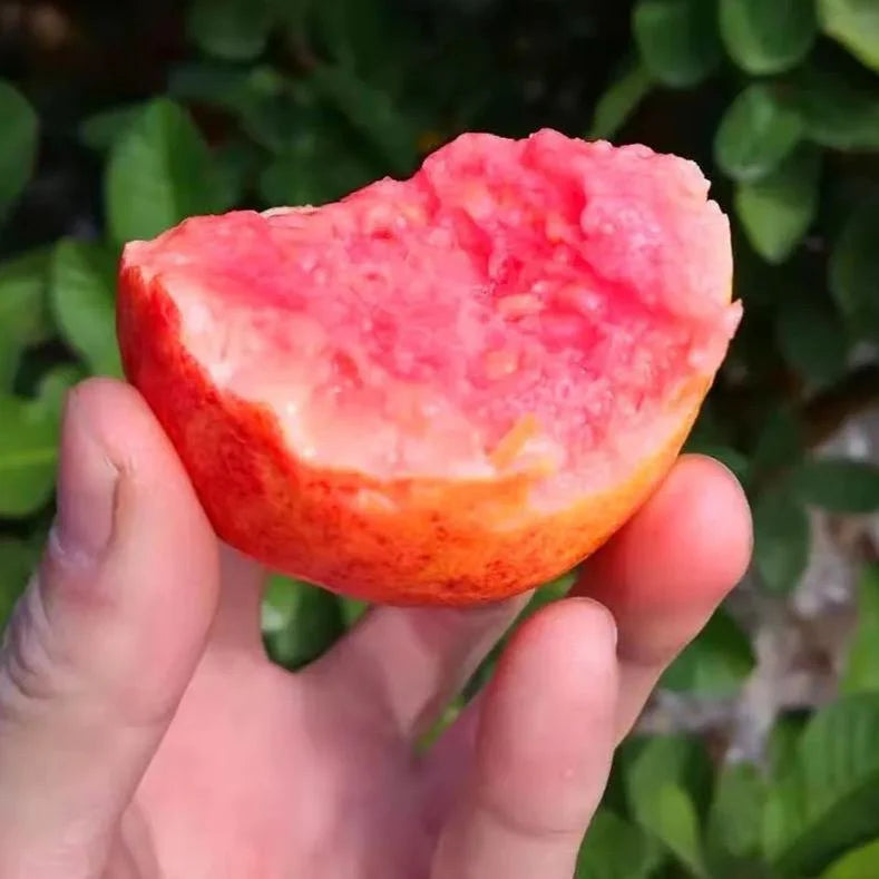 Guava Seeds--The Beauty Of Winter❄️ | 🔥Buy 1 Get 1 Free🔥