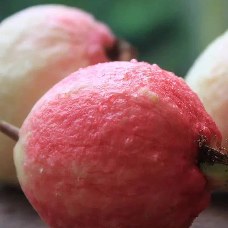 Guava Seeds--The Beauty Of Winter❄️ | 🔥Buy 1 Get 1 Free🔥