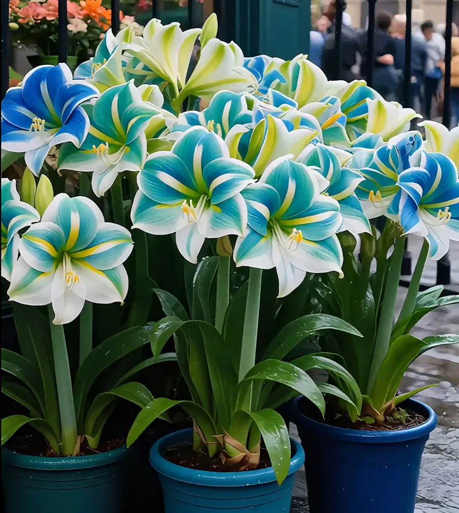 Double-Petaled Perfume Amaryllis Bulbs | 🔥Buy 1 Get 1 Free🔥