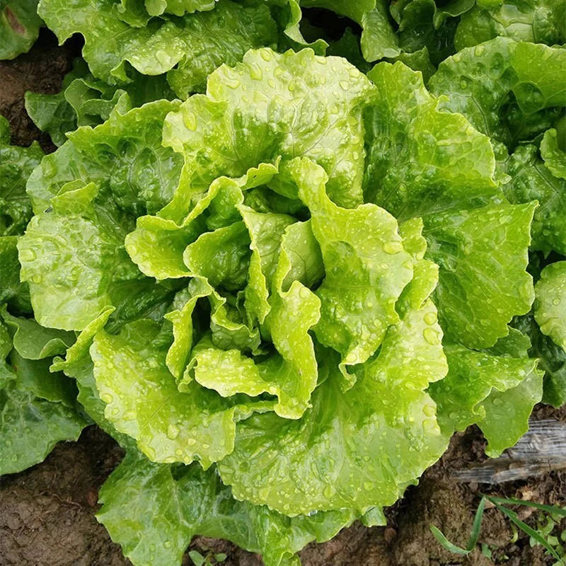 200 Lettuce seeds | 🔥Buy 1 Get 1 Free🔥 Main image