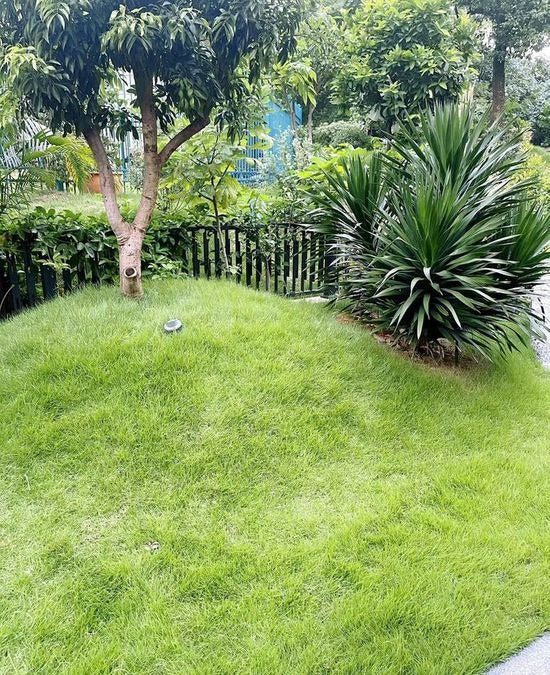 🌱 SPECIAL GRASS SEEDS | 🔥Buy 1 Get 1 Free🔥