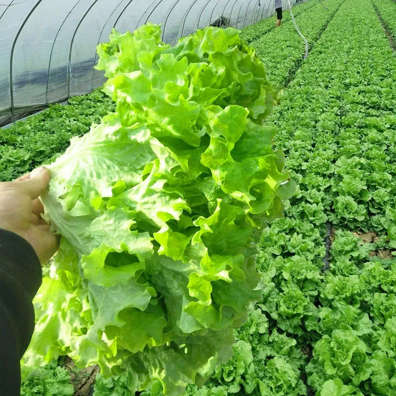 200 Lettuce seeds | 🔥Buy 1 Get 1 Free🔥