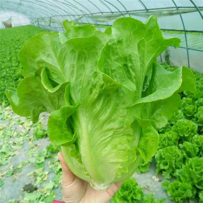 200 Lettuce seeds | 🔥Buy 1 Get 1 Free🔥 Secondary image