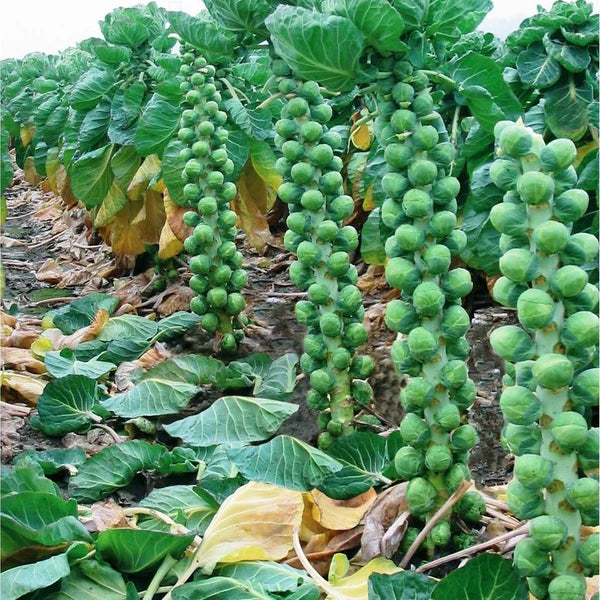 🔥MINI CABBAGE SEEDS🔥 + 100 grams Organic Pot mix Free Secondary image